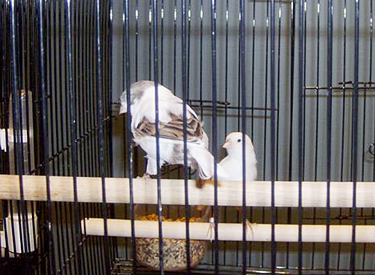 /img/03_R-540x396.jpg