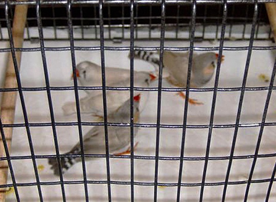 /img/11_R-540x396.jpg