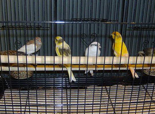/img/31_R-540x396.jpg