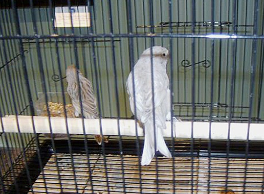 /img/44_R-540x396.jpg