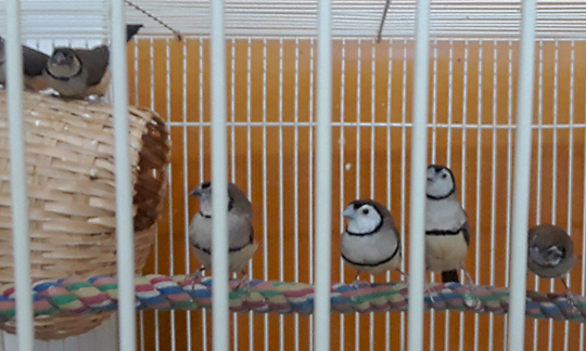 /img/Calcium-and-Owls-053-_R-540x324.jpg