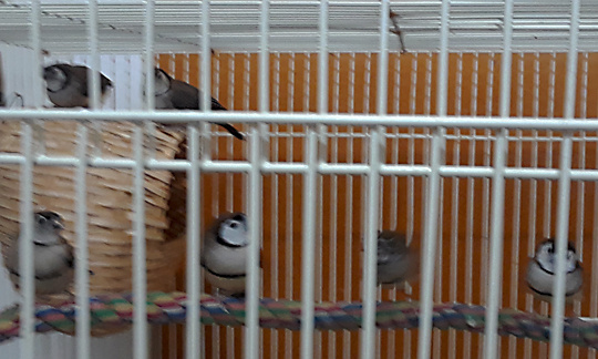 /img/Calcium-and-Owls-054_R-540x324.jpg