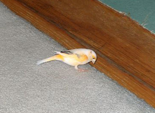 /img/Fearless_R-540x396.jpg