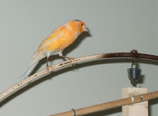 /img/Spot_R-540x396.jpg