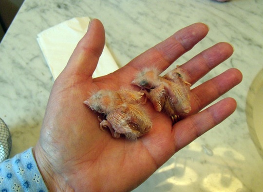 /img/bonnie_March_25_2011_1_R-540x396.jpg