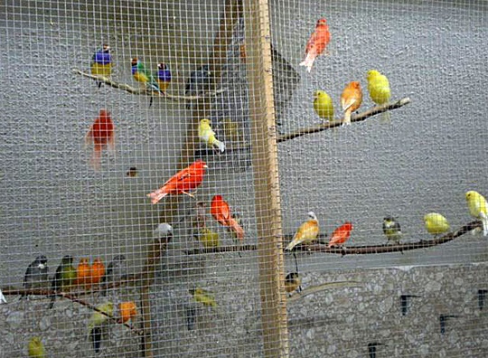 VICTOR'S BIRDS