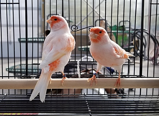/img/20180929_133239R-540x396.jpg