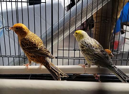 /img/20180929_133611R-540x396.jpg