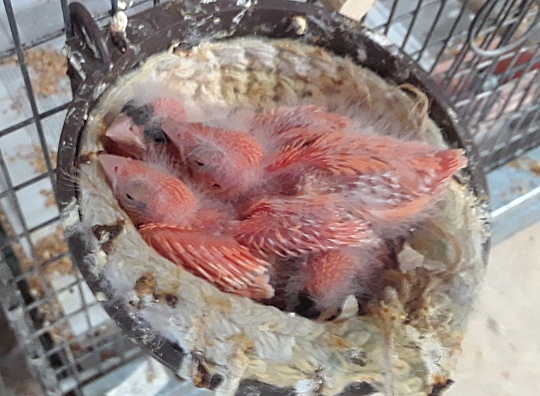 /img/Gouldians-118_R-540x396.jpg