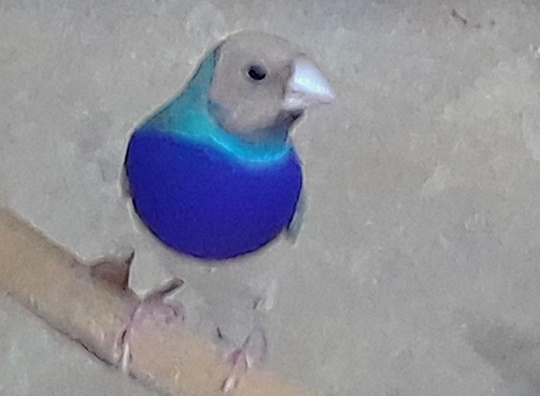 /img/Gouldians-123_R-540x396.jpg