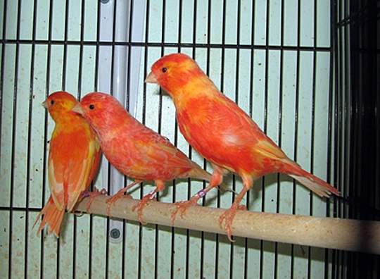 /img/HectorG01_R-540x396.jpg