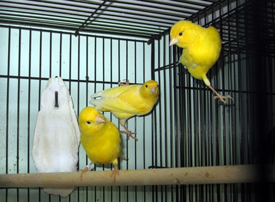 /img/HectorG02_R-540x396.jpg