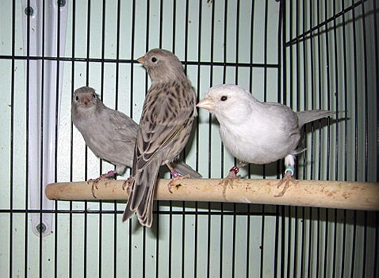 /img/HectorG03_R-540x396.jpg