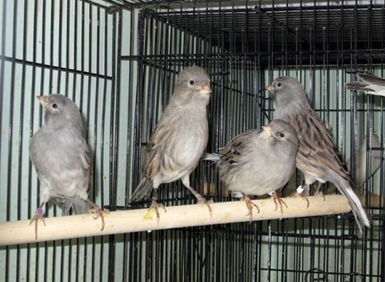 /img/HectorG07_R-540x396.jpg