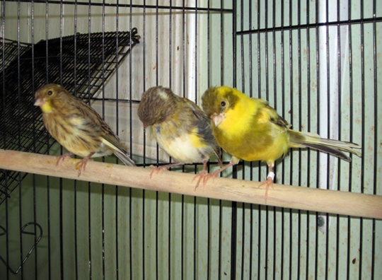 /img/HectorG08_R-540x396.jpg