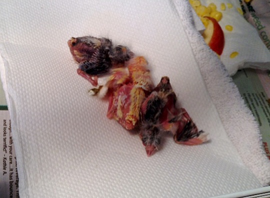 /img/IMG_0893_R-540x396.jpg