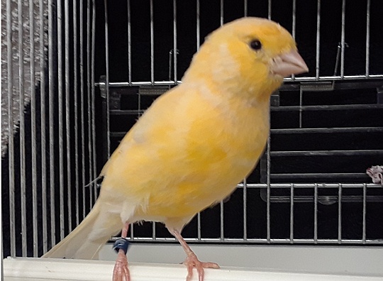 /img/More-Canaries-002_R-540x396.jpg