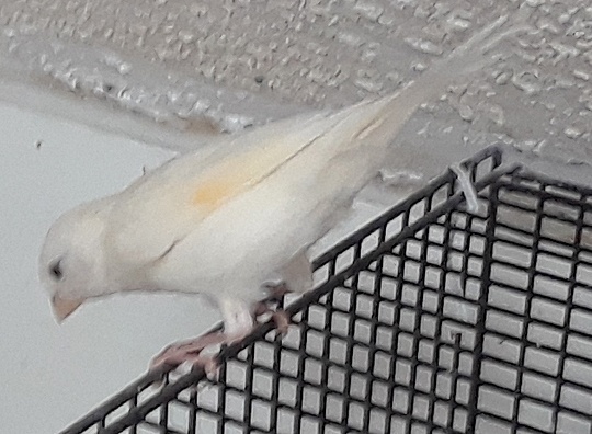 /img/More-Canaries-004_R-540x396.jpg