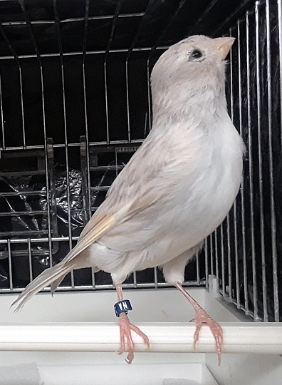 NANCY'S BIRDS