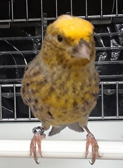 NANCY'S BIRDS