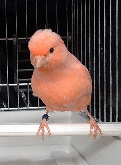 NANCY'S BIRDS