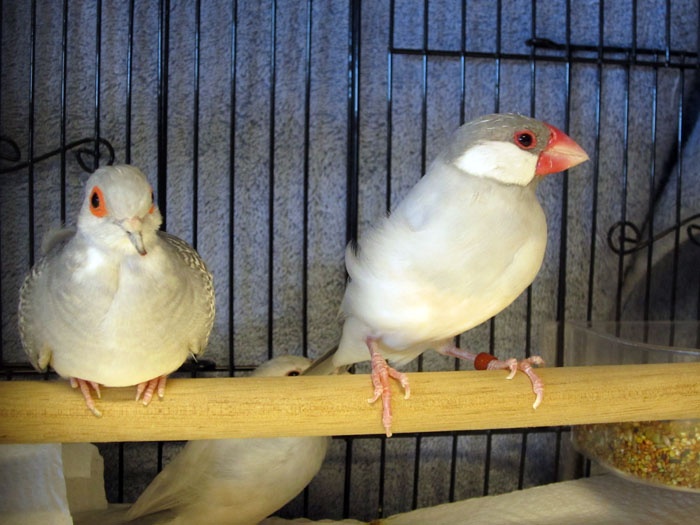 /img/bird_display_Oct2013Jan_03-700x525.jpg