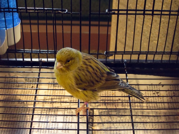 /img/bird_display_Oct2013Jan_04-700x525.jpg