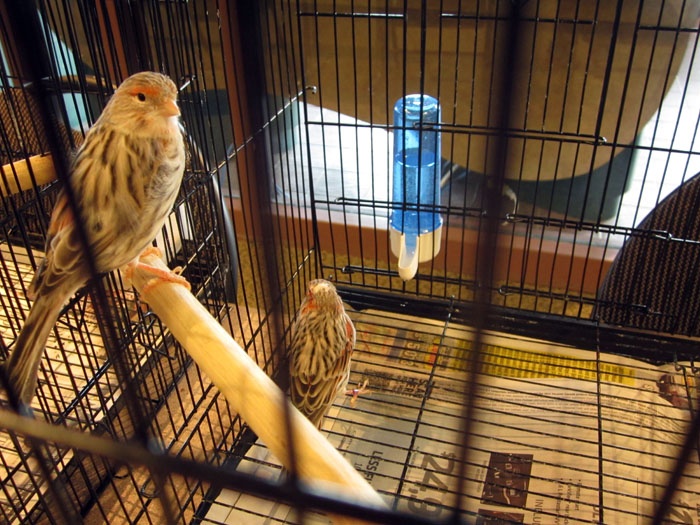 /img/bird_display_october2013_04-700x525.jpg