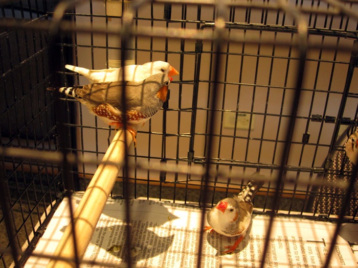 /img/bird_display_october2013_06-700x525.jpg