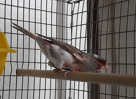 /img/canaries-016_R-540x396.jpg