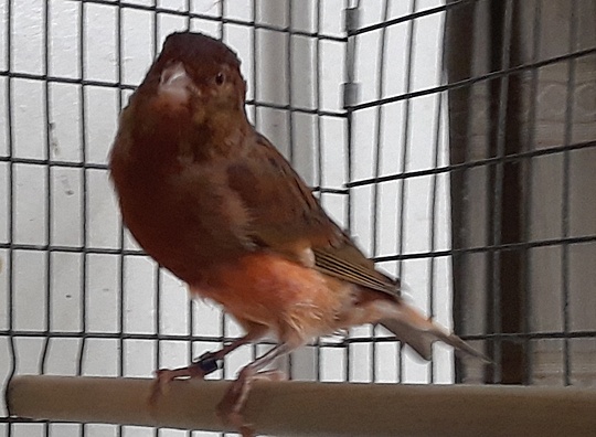 /img/canaries-017_R-540x396.jpg