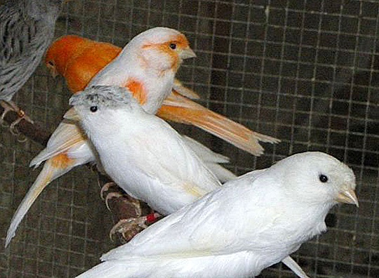 /img/nancy02_R-540x396.jpg