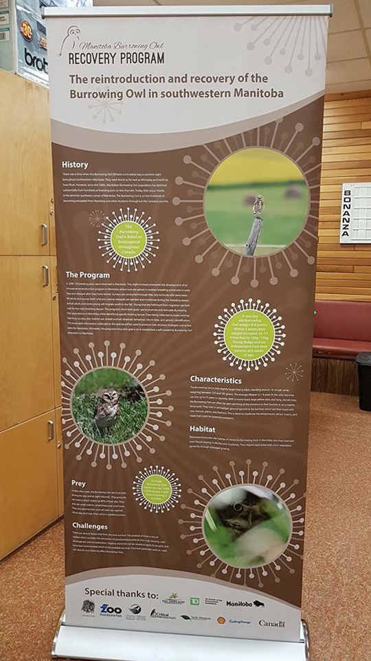 Koko and Alex Koko and Alex