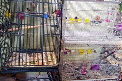 MEMBER'S FLOCKS