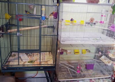 AL & LINDA'S BIRDS
