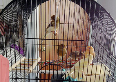 DOROTHY'S BIRDS
