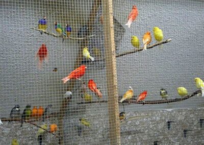 VICTOR'S BIRDS